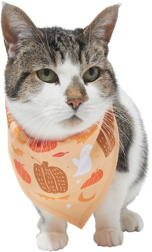 cat wearing a fall bandana