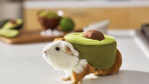 Guinea pig in avocado costume on counter