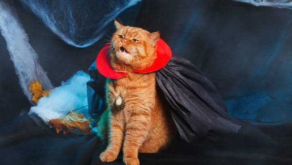Ginger cat vampire on black background