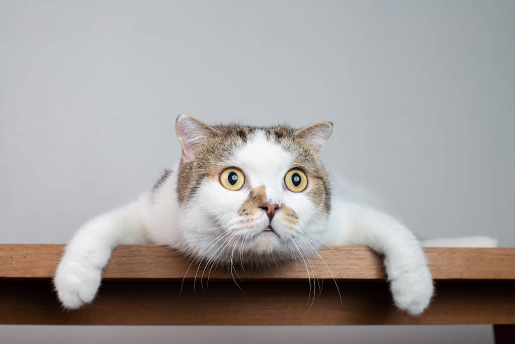 Cat lays on table with confounded look on face