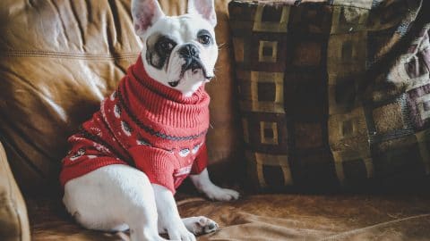 French bulldog wearing sweater on leather couch