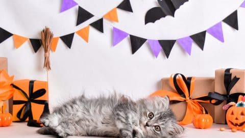 Fluffy gray cat lies amid Halloween decorations