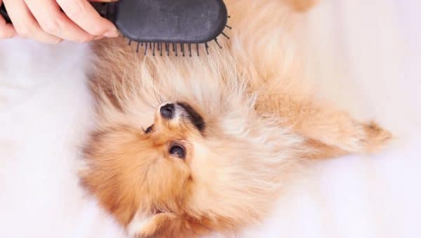 Pomeranian having its coat brushed