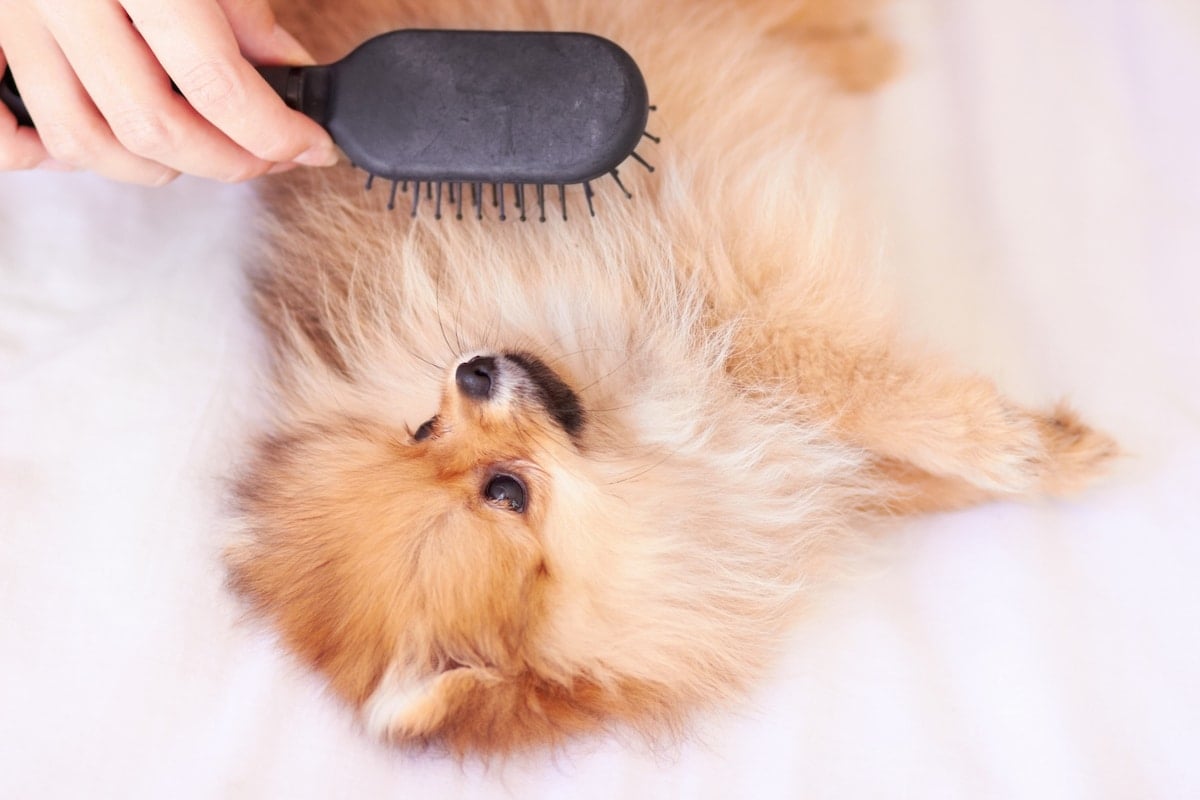Best Brushes for Pomeranians | 6 Tools To Keep a Puffy Pup's Coat Shiny