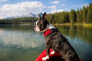 Boston Terrier in kayak looking out at water