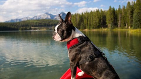 Boston Terrier in kayak looking out at water
