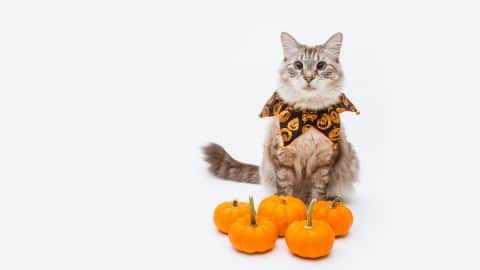 Cat with halloween collar and collection of pumpkins