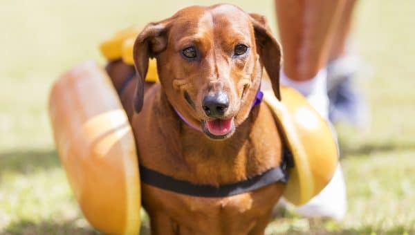 Dachshund in hotdog costume running on grass