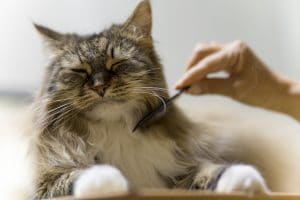maine coon cat being brushed