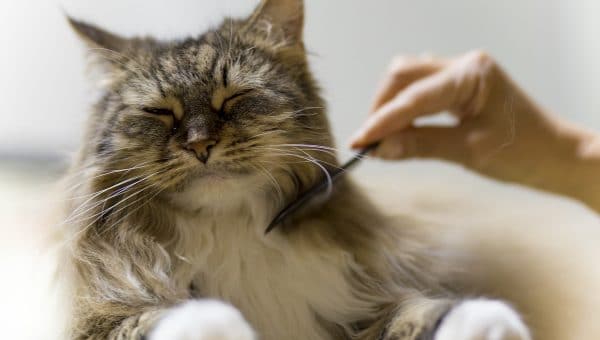 maine coon cat being brushed