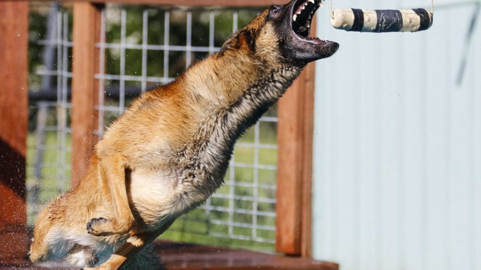 Belgian Malinois grabbing a bumper toy during a dock diving event