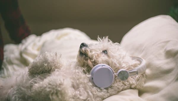 white bichon frise with headphones on