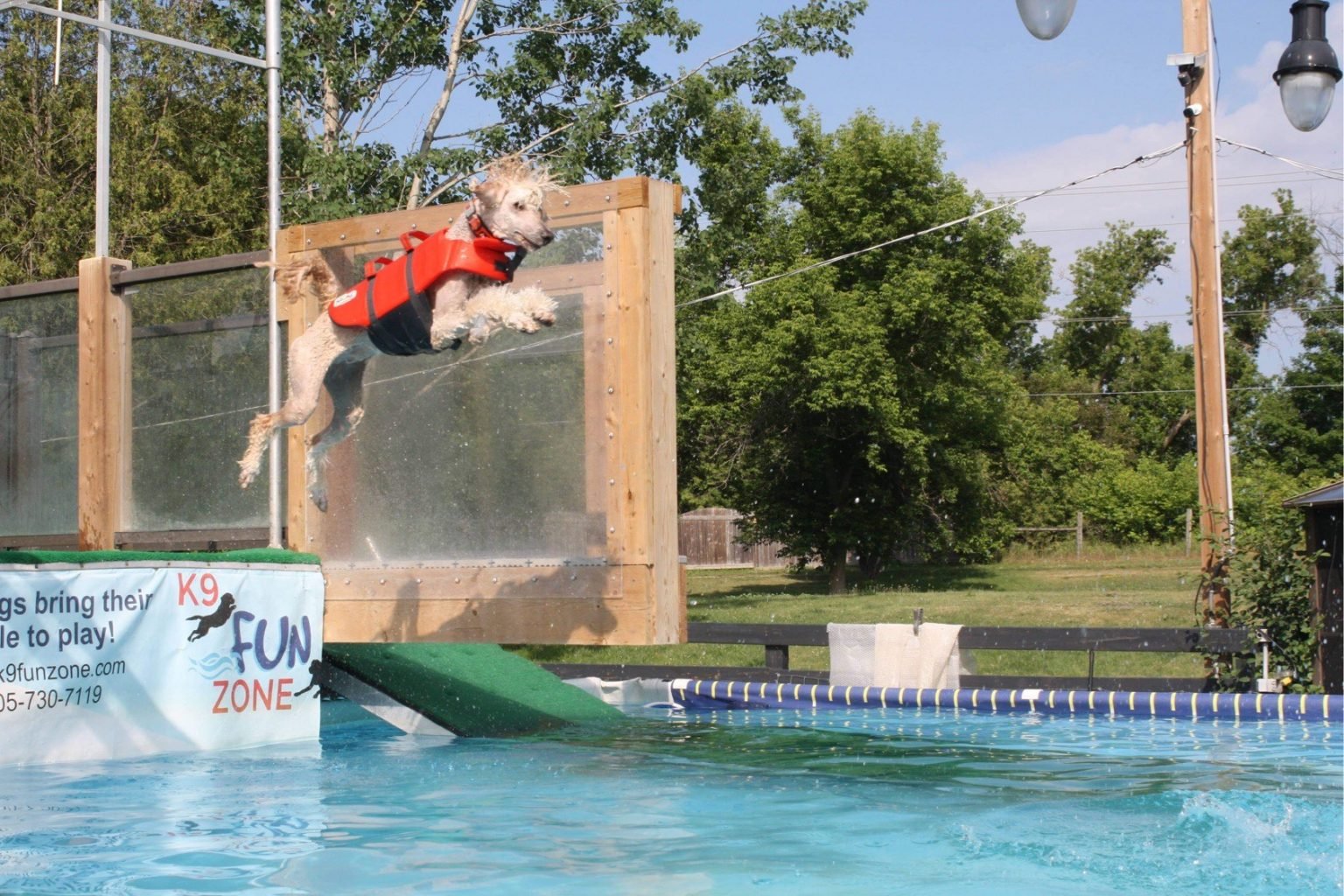 Dock Diving for Dogs A Canine Sport That Makes a Splash