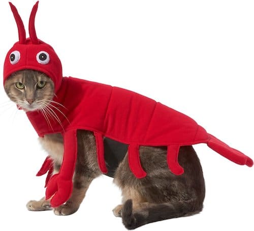 cat in a lobster costume