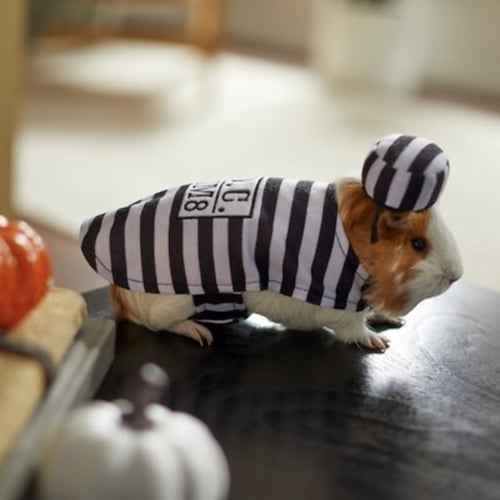 guinea pig prisoner costume