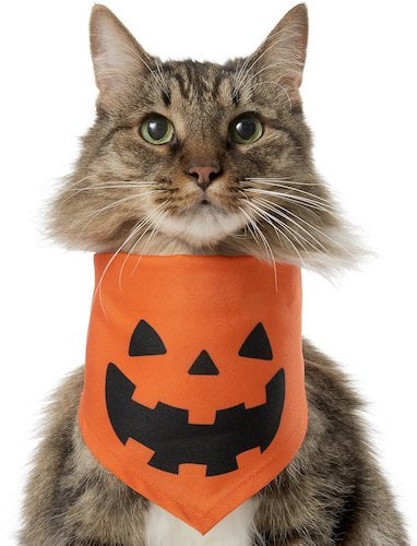 cat wearing a pumpkin bandana