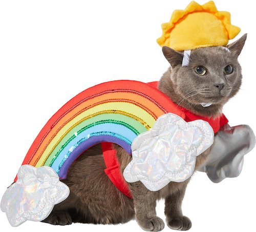 cat in a harness with large rainbows on each side