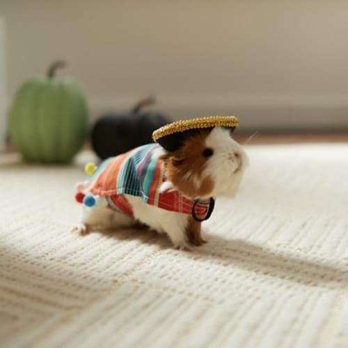 guinea pig serape costume