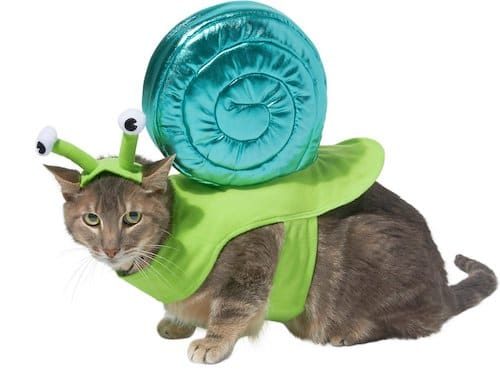 cat wearing snail costume