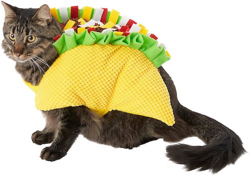 cat wrapped in a taco shell