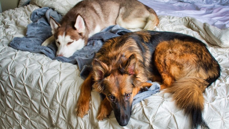 Best Dog Beds Of 2021 Orthopedic Raised Memory Foam And More Best Dog Beds Of 2021 Orthopedic, Double Bed With Dog Attached
