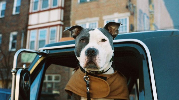 shotgun willie the pit bull