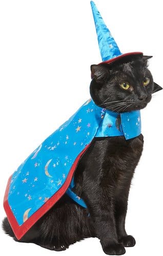cat wearing wizard cape