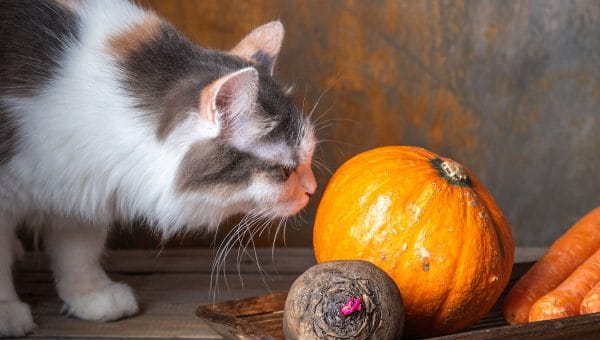 Tortoise shell cat sniffs pumpkin on wooden tray