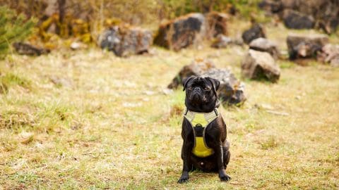 Pug sitting on dry grass wearing harness