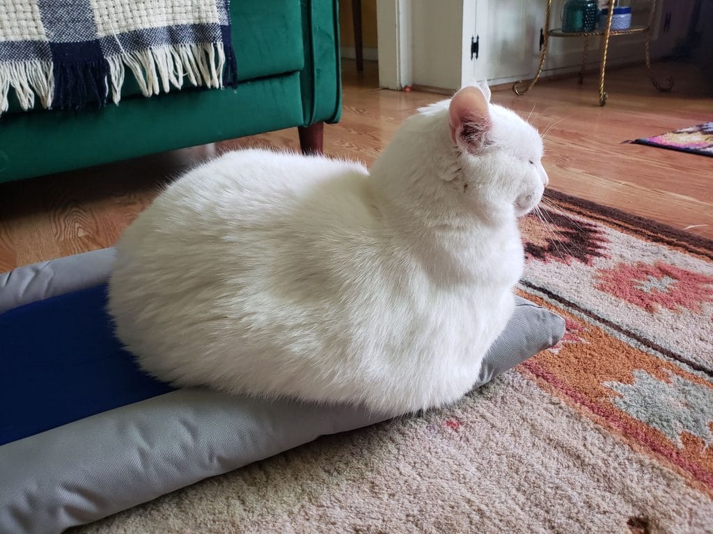 loaf cat testing cooling mat