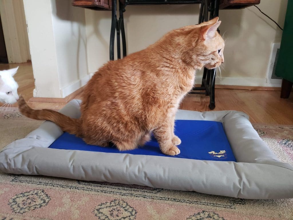 cat testing arf pets mat