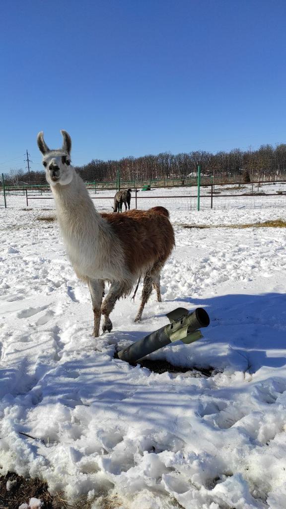Llama at Feldman Ecopark in Ukraine after being shelled by Russian forces