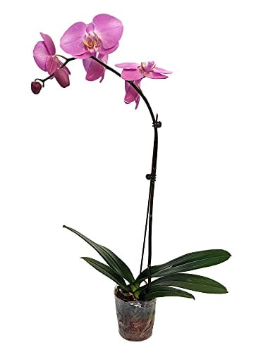 Moth Orchid Houseplant Safe for Dogs