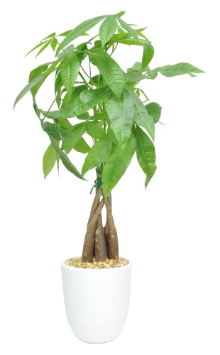 Money Tree Houseplant Safe for Dogs
