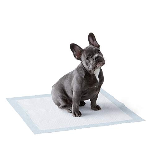 Puppy Training Pads The Best Pads To Keep Things Clean and Dry