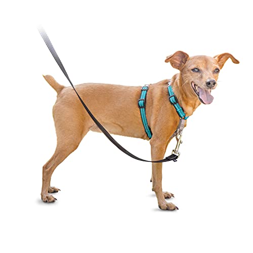 Dog walking with petsafe harness