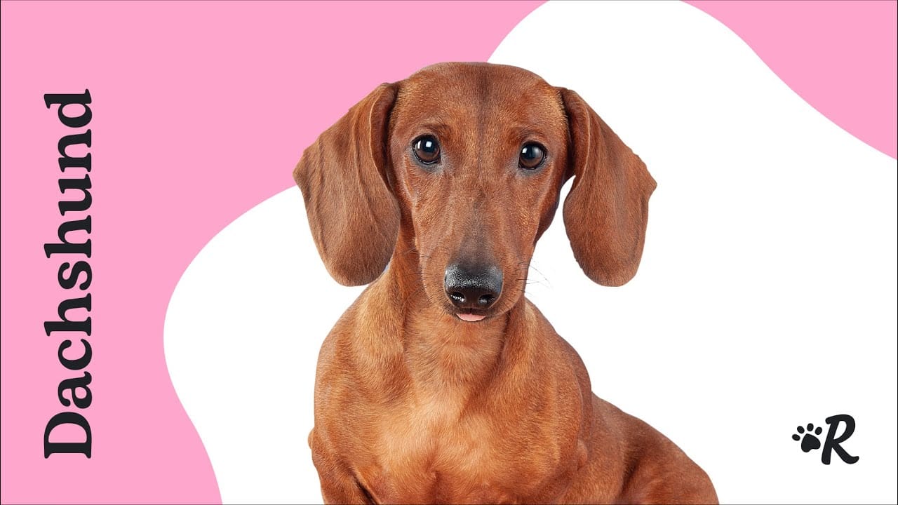 Harnesses for Dachshunds The Best Options for Walking Wiener Dogs