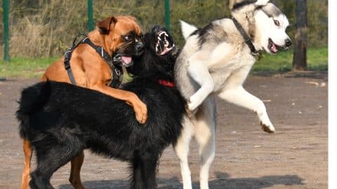 3 rambunctious dogs playing at the dog park