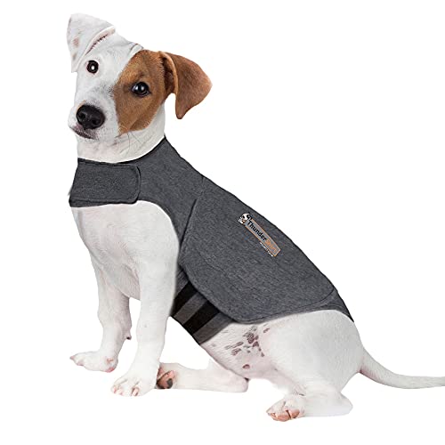 pup wearing gray Thundershirt to ease stress