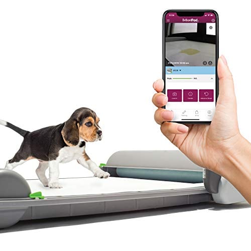 Beagle puppy on BrilliantPad Self-Cleaning, Automatic Indoor Dog Potty and hand holding corresponding app on smartphone 