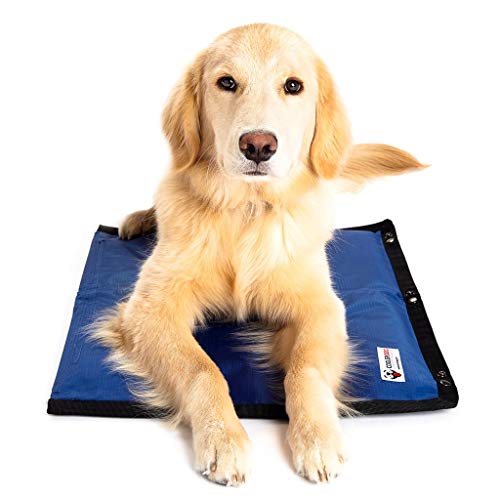Dog sitting on cooling mat