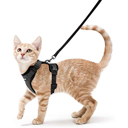 Small cat wearing harness and leash