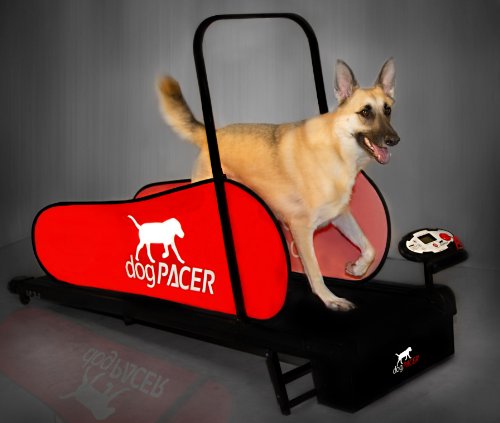 dog on treadmill to help combat obesity