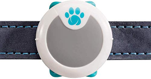Gå ned typisk naturpark The 6 Best Dog Fitbits and Activity Trackers for Your Pup's Health