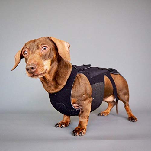 Dachshund in black back brace harness for dogs with IVDD