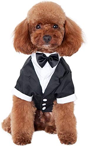 Dog in tuxedo costume