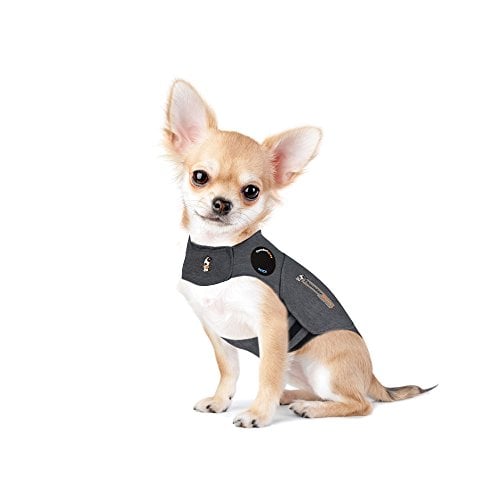 small dog wearing dark gray ThunderShirt