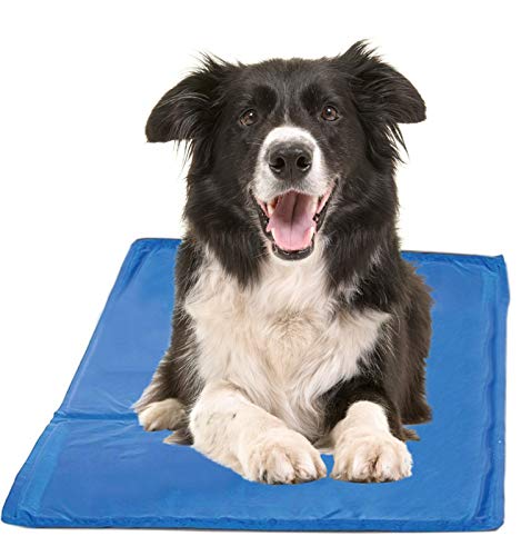 dog lying on blue cooling mat, helpful for breathing problems
