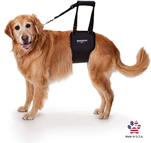 dog wearing black sling harness around lower torso to help with hip dysplasia