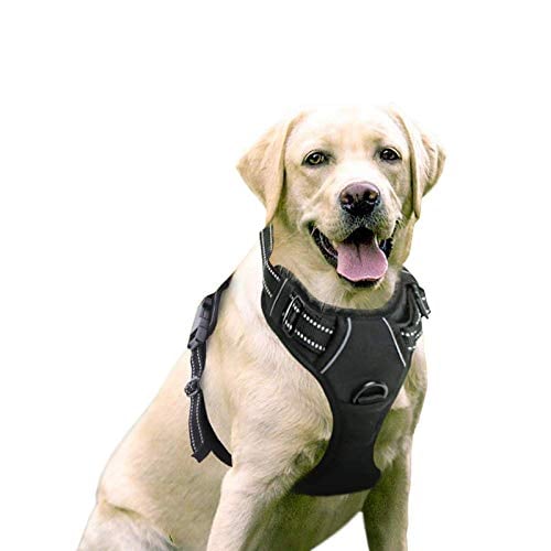 dog wearing black Rabbitgoo harness